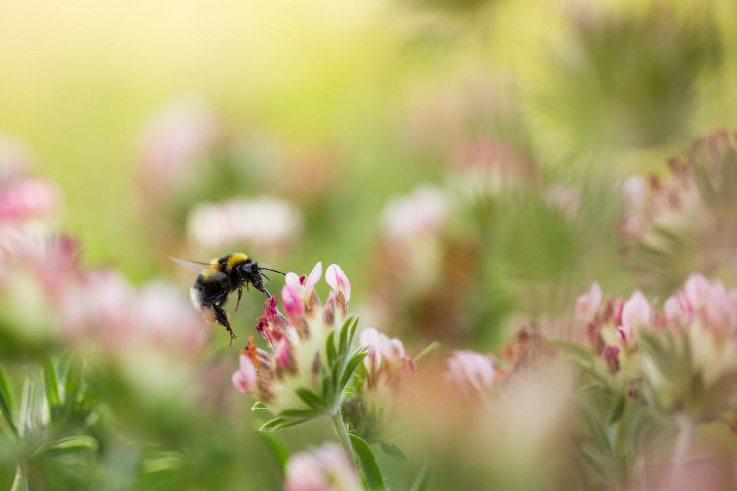 Exposition services ecosystémiques