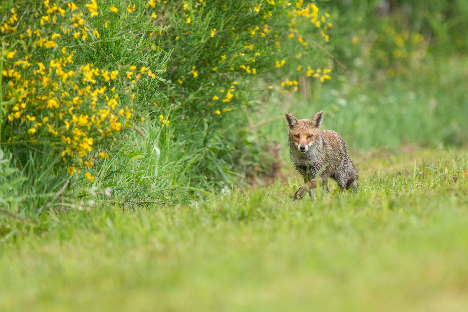 Conférence Services Ecosystémiques
